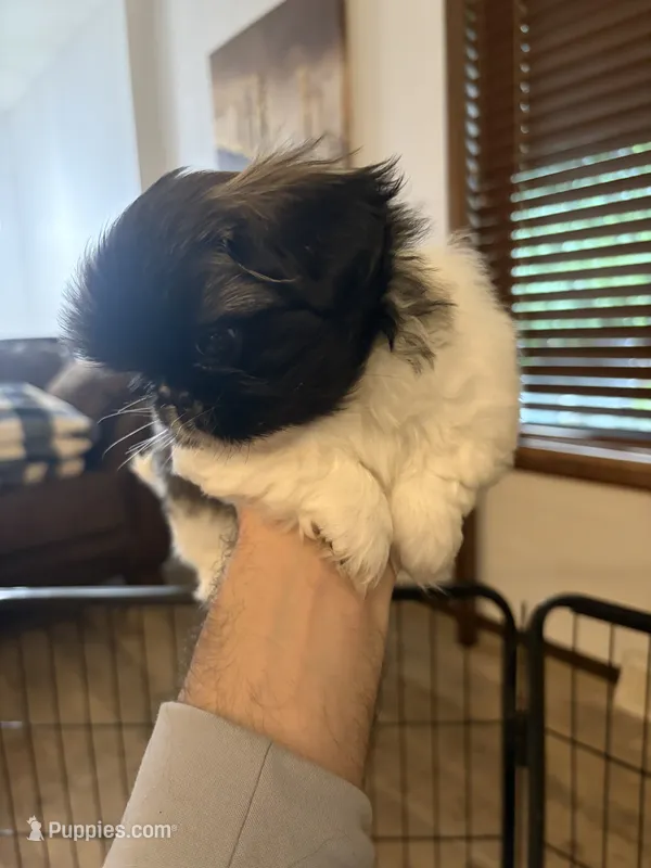 Charlie  – Pekingese puppy for sale in Saint Cloud, MN