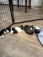 Otho , a male Pekingese for sale in Saint Cloud, MN – 6 of 8