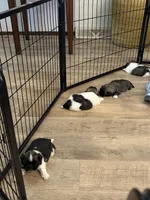 Charles , a male Pekingese for sale in Saint Cloud, MN – 9 of 9