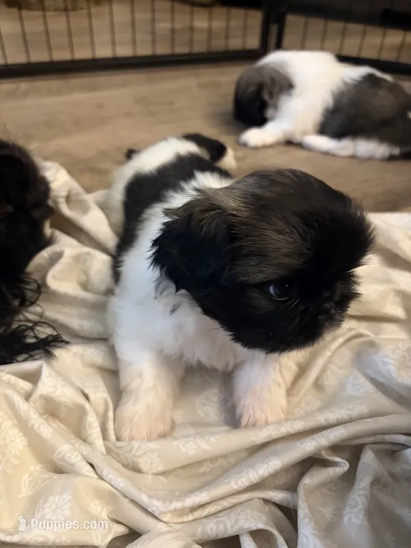 Artemis  – Pekingese puppy for sale in Saint Cloud, MN