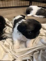 Artemis , a male Pekingese for sale in Saint Cloud, MN – 1 of 8