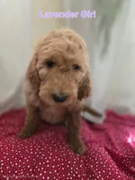 Lavender Girl, a female Goldendoodle for sale in Moreno Valley, CA – 1 of 3