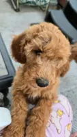Lavender Girl- F2B, a female Goldendoodle for sale in Moreno Valley, CA – 4 of 6