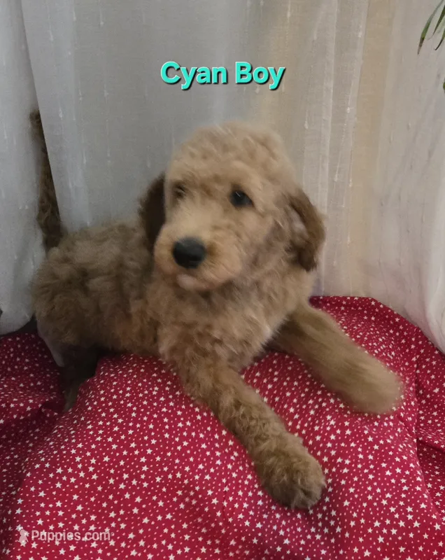 Cyan Boy – Goldendoodle puppy for sale in Moreno Valley, CA