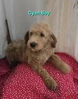 Cyan Boy, a male Goldendoodle for sale in Moreno Valley, CA – 1 of 3