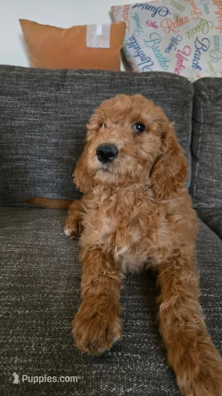 Lavender Girl – Goldendoodle puppy for sale in Moreno Valley, CA
