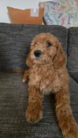 Lavender Girl- F2B, a female Goldendoodle for sale in Moreno Valley, CA – 1 of 6