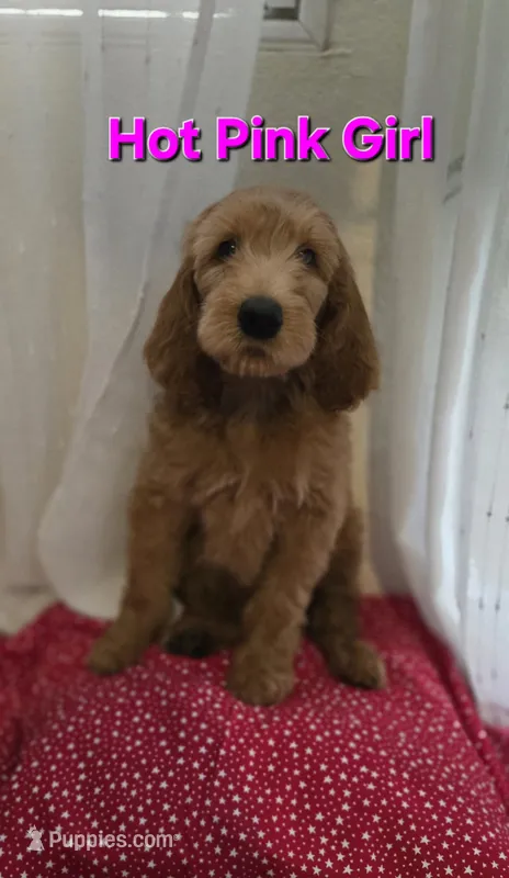 Hot Pink Girl – Goldendoodle puppy for sale in Moreno Valley, CA