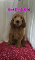 Hot Pink Girl, a female Goldendoodle for sale in Moreno Valley, CA – 1 of 5