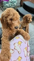 Lavender Girl- F2B, a female Goldendoodle for sale in Moreno Valley, CA – 3 of 6