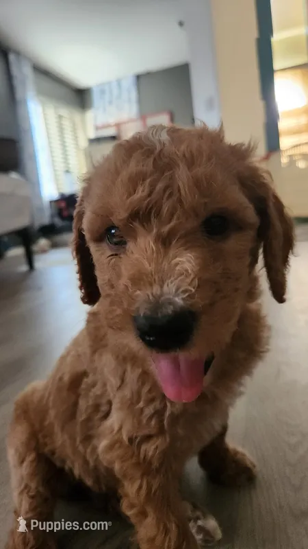Green Boy – Goldendoodle puppy for sale in Moreno Valley, CA