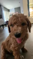 Green Boy, a male Goldendoodle for sale in Moreno Valley, CA – 1 of 9