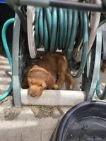 Green Boy, a male Goldendoodle for sale in Moreno Valley, CA – 6 of 9