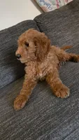 Lavender Girl- F2B, a female Goldendoodle for sale in Moreno Valley, CA – 5 of 6