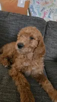 Lavender Girl- F2B, a female Goldendoodle for sale in Moreno Valley, CA – 2 of 6