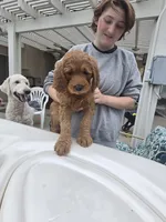 Green Boy, a male Goldendoodle for sale in Moreno Valley, CA – 7 of 9