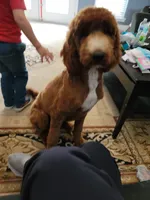 Cyan Boy, a male Goldendoodle for sale in Moreno Valley, CA – 3 of 3