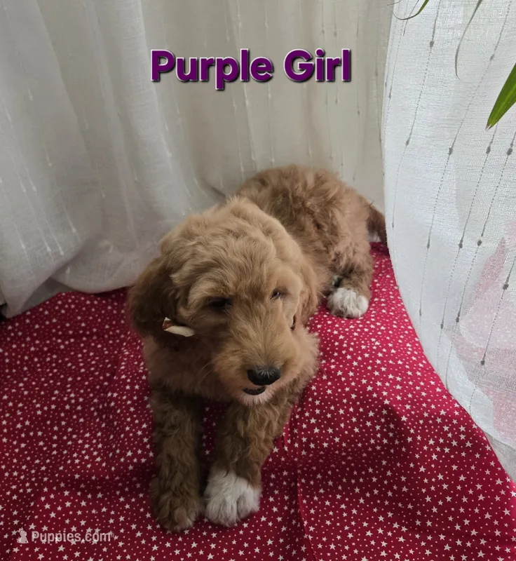 Purple Girl  – Goldendoodle puppy for sale in Moreno Valley, CA