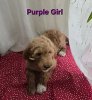 Purple Girl , a female Goldendoodle for sale in Moreno Valley, CA – 1 of 3