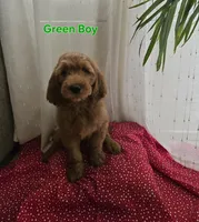 Green Boy, a male Goldendoodle for sale in Moreno Valley, CA – 5 of 9