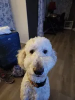 Cyan Boy, a male Goldendoodle for sale in Moreno Valley, CA – 2 of 3