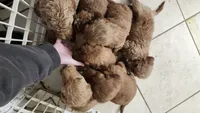 Green Boy, a male Goldendoodle for sale in Moreno Valley, CA – 2 of 9