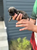 Leo , a male Pug for sale in Long Prairie, MN – 2 of 3