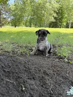 Elsa , a female French Bulldog and Pug for sale in Long Prairie, MN – 1 of 7
