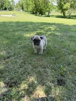 Coco , a male French Bulldog for sale in Long Prairie, MN – 4 of 5