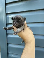 Perla , a female Pug for sale in Long Prairie, MN – 2 of 4