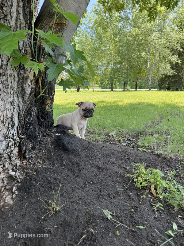 Lucy  – French Bulldog, Pug puppy for sale in Long Prairie, MN
