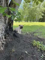 Lucy , a female French Bulldog and Pug for sale in Long Prairie, MN – 1 of 3