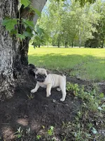 Lucy , a female French Bulldog and Pug for sale in Long Prairie, MN – 3 of 3