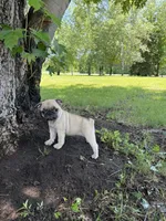 Lucy , a female French Bulldog and Pug for sale in Long Prairie, MN – 2 of 3