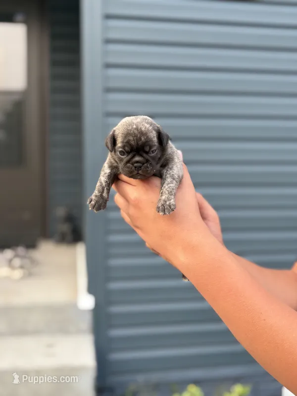 Leo  – Pug puppy for sale in Long Prairie, MN