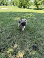 Coco , a male French Bulldog for sale in Long Prairie, MN – 3 of 5
