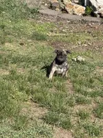 Oakley , a male French Bulldog and Pug for sale in Long Prairie, MN – 6 of 6