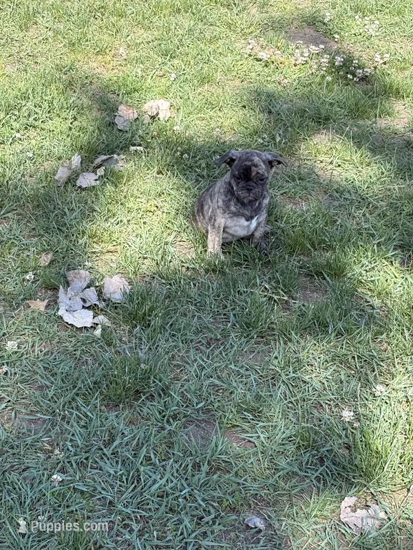 Oakley  – French Bulldog, Pug puppy for sale in Long Prairie, MN