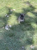 Oakley , a male French Bulldog and Pug for sale in Long Prairie, MN – 1 of 6