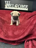 Romeo , a male French Bulldog for sale in Long Prairie, MN – Photo 6 of 6