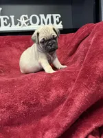 Romeo , a male French Bulldog for sale in Long Prairie, MN – Photo 2 of 6