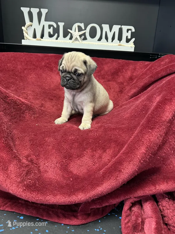 Romeo , a male French Bulldog for sale in Long Prairie, MN – Photo 1 of 6