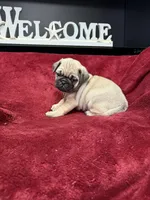 Romeo , a male French Bulldog for sale in Long Prairie, MN – Photo 5 of 6