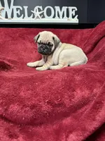 Romeo , a male French Bulldog for sale in Long Prairie, MN – Photo 3 of 6