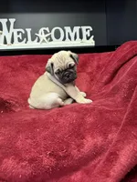 Romeo , a male French Bulldog for sale in Long Prairie, MN – Photo 4 of 6