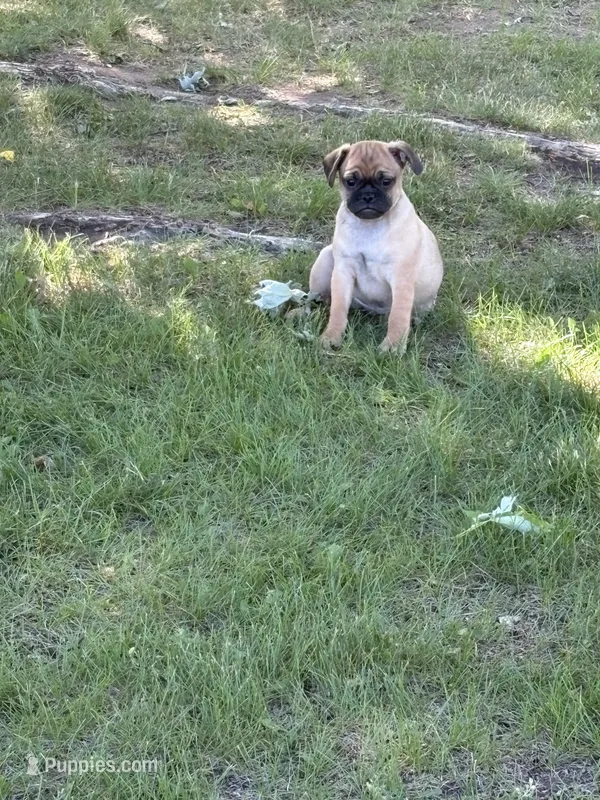 Coco – French Bulldog, Pug puppy for sale in Long Prairie, MN