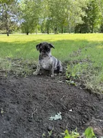 Elsa , a female French Bulldog and Pug for sale in Long Prairie, MN – 5 of 7