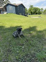 Elsa , a female French Bulldog and Pug for sale in Long Prairie, MN – 7 of 7