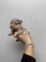 Stella rose , a female French Bulldog for sale in Long Prairie, MN – Photo 1 of 5