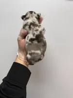 Stella rose , a female French Bulldog for sale in Long Prairie, MN – Photo 5 of 5